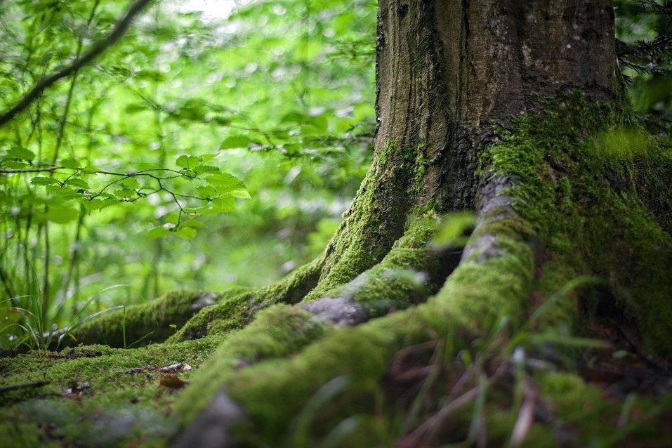 Tree trunk and its roots in the forest