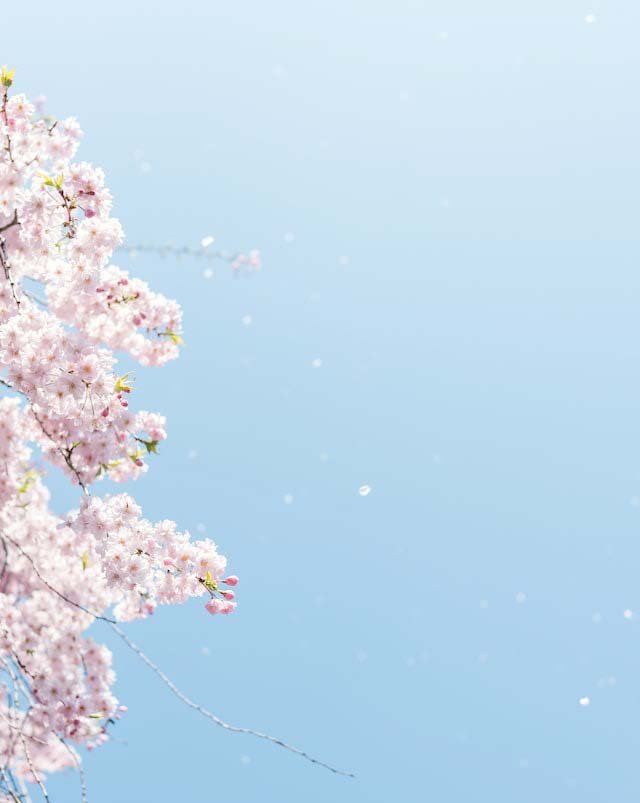 Naturopathy Bach Flower Remedies