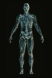 musculoskeletal system e1713971281691